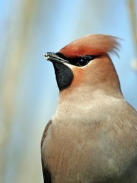 Cedar waxwings are charming, social birds.