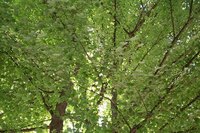 Maple tree wood is dense and burns well.