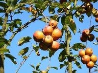 Apples on a healthy tree