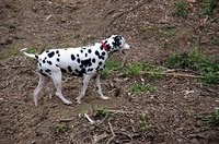Dalmations are white with black spots.