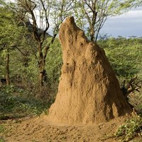 Millions of termites live in this colony