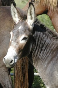 Donkeys live in a territorial social system rather than a heram system.