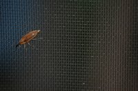 Enjoy fresh air indoors, while keeping the creepy crawlies outdoors.