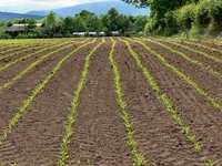 Most farmers use chemical fertilizers