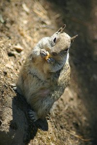 New Mexico ground squirrels can damage property.