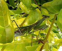 The praying mantis can blend into most any outdoor environment.