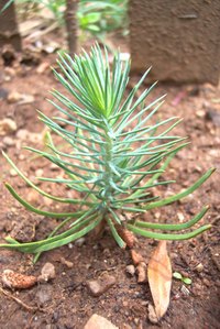 A number of pine trees may be planted in Ohio.