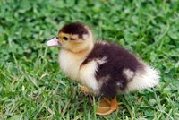 Wood ducks typically hatch two broods every year, Cornell says.