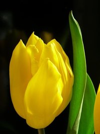 Some flowers are similar to tulips.