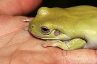 Frogs are highly adaptable creatures.