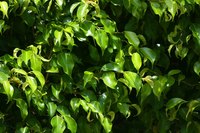 Trim ficus trees to keep the tree healthy.