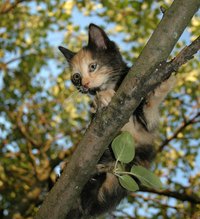 Cats love climbing trees, so you can make an indoor tree out of a real tree.
