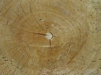 Dry wood burns faster