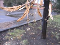 Noninvasive trees are less likely to damage nearby pavement.