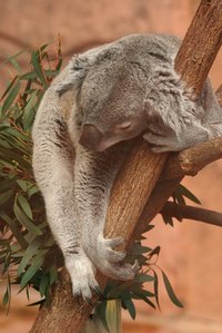 Koalas like to eat eucalyptus leaves.