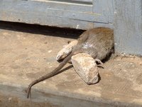 Rats can squeeze into tiny spaces.