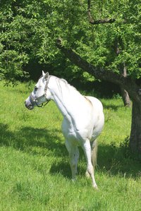The Arabian is an intelligent, eager and social horse.