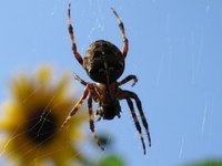 Identify a house spider bite