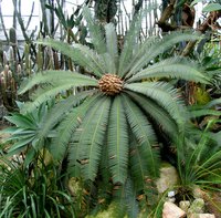 Sago palms can be either male or female and are identified by the cone shape.
