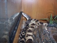Chicken snake