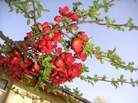 Crabapple trees prefer a sunny location and well-drained soil.