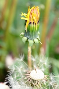 Kill weeds in your lawn more effectively by adding dishwashing liquid to Weed B Gon