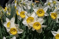 Make daffodil centerpieces representative of the guest of honor's new start in life.