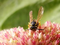 There are many kinds of wasps in Oklahoma.