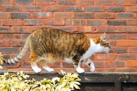 Many cats live outside.