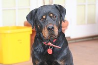 You can keep your Rottweiler's kidney's healthy.