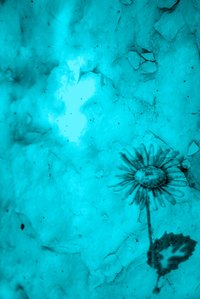 Flower picture in teal.