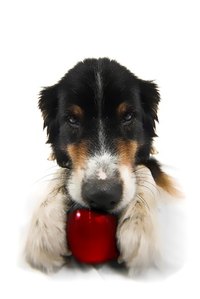Avoid fish and provide healthy natural foods for your dogs' health