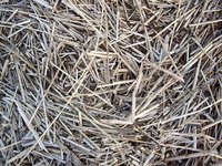 Straw attracts dust and stray weeds.