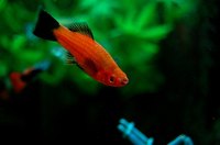 If your aquarium fish start sporting white spots, you may need Super Ick.
