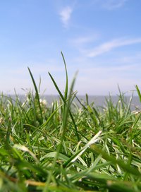 St. Augustinegrass grows well in Southern states.