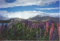 New Zealand isn't just beautiful, it's also a great place to start a business.