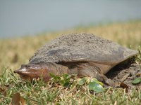 Florida softshell turtles are commonly found throughout the southeast United States.
