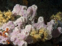 Certain signs appear when coral begins to die.