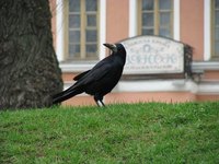Ravens are large, intelligent birds that can overwhelm an area with pure numbers.