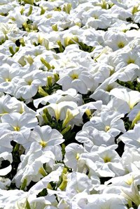 Petunia seeds sprout in as little as three to four days after planting.