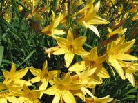 Lilies are a bountiful flower in the liliaceae family.