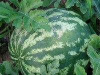 Watermelon vines require a lot of space.