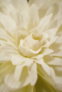 Annual flowers liven up the west side of your home.
