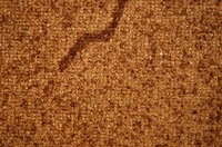 Damage on carpet