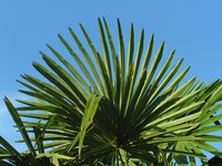 Use palm fronds to decorate around your home.