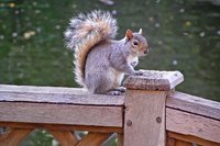 Squirrels can be a nuisance.