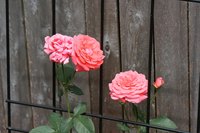 Coral pink roses in full bloom.