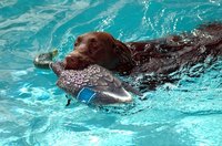 Like people, most dogs love the water.