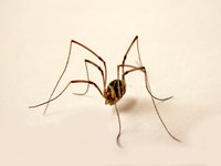 Some spiders are poisonous.