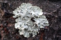 Lichens live on tree bark, rocks, soil and leaves of plants.
